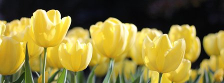 Spring Tulips 2021 Facebook Covers